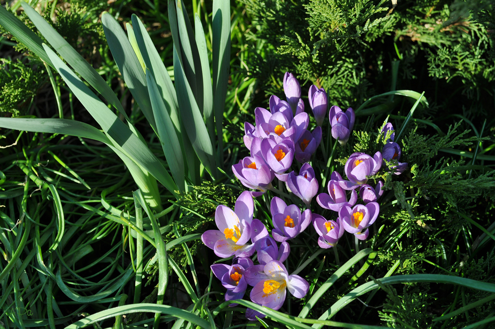 Krokusse im Sonnenschein