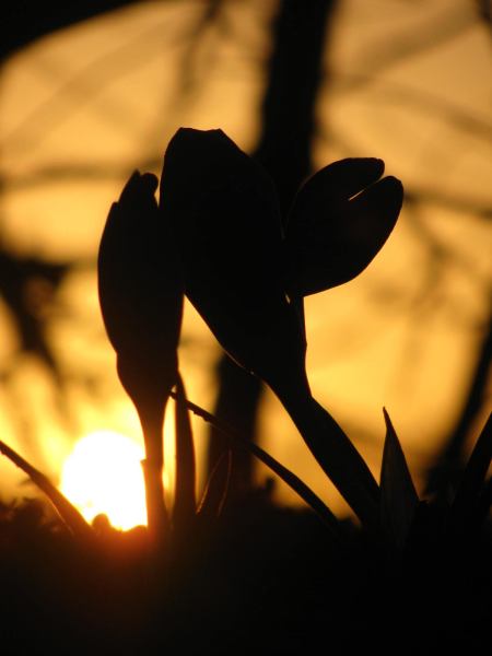 Krokusse im Sonnenuntergang