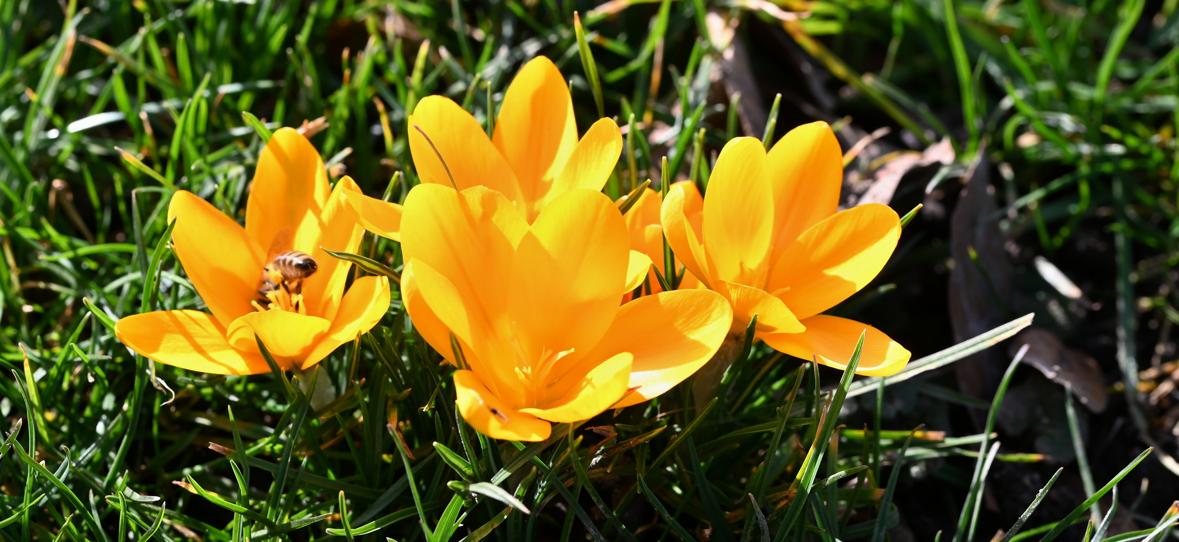 Krokusse im Stadtpark