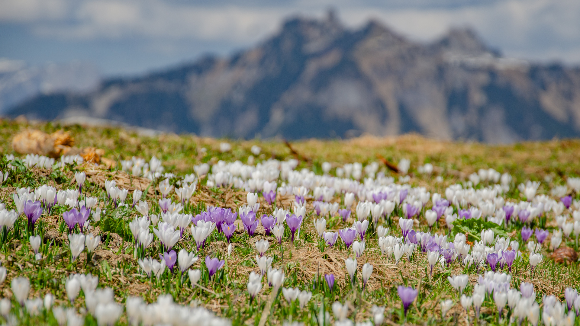 Krokusse im Tal der Jungfrau