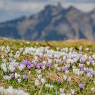 Krokusse im Tal der Jungfrau