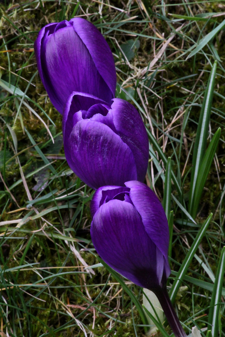 Krokusse im Vorfrühling