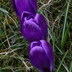 Krokusse im Vorfrühling