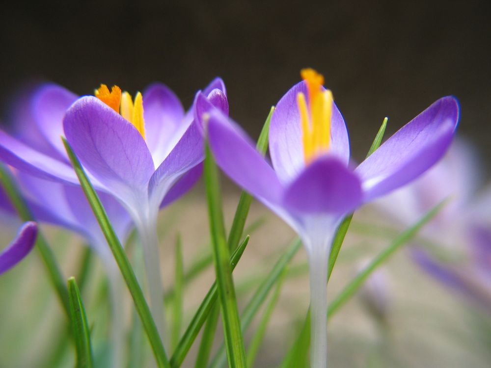 Krokusse im Vorgarten