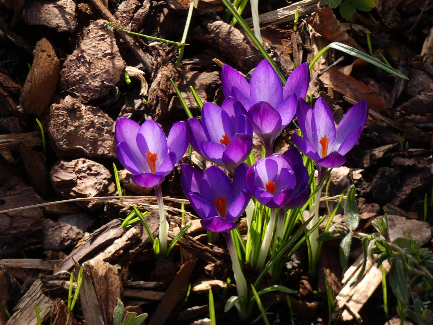 Krokusse im Vorgarten