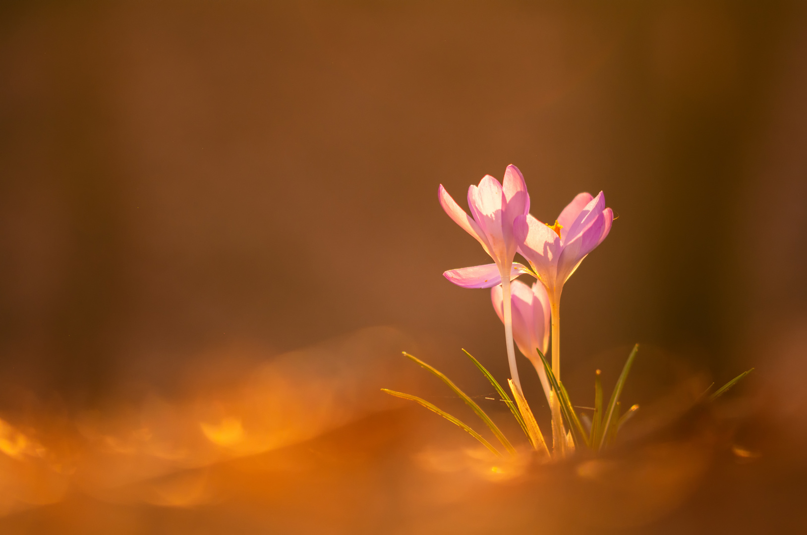 Krokusse im Wald