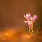 Krokusse im Wald