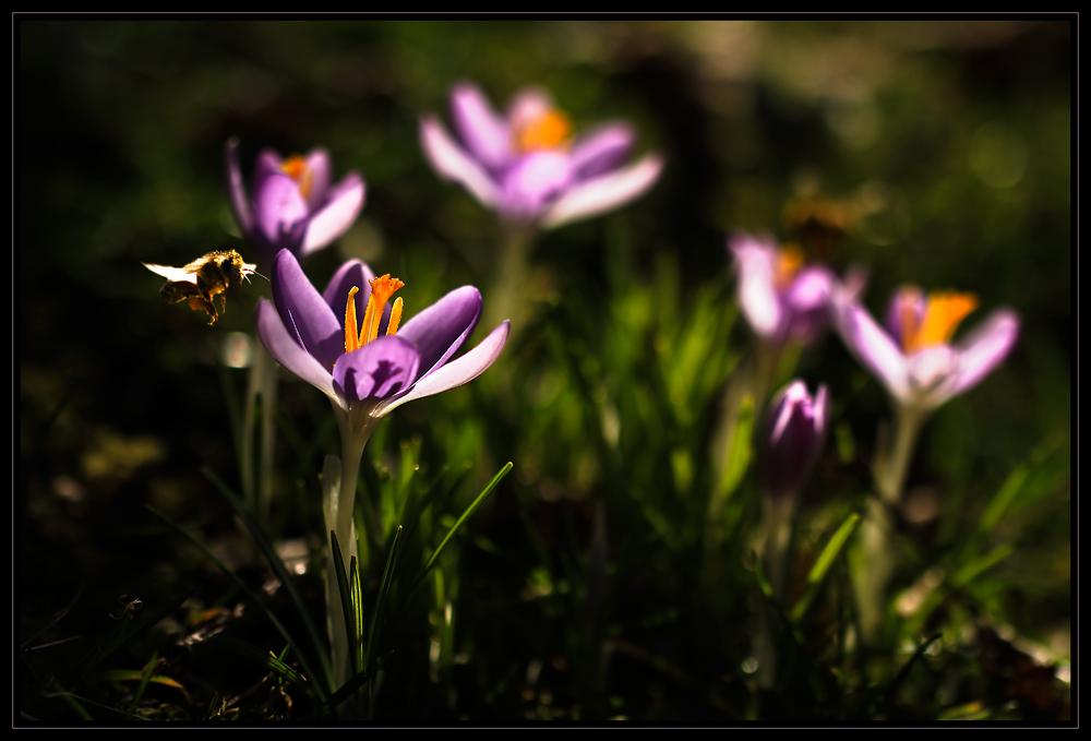 Krokusse im Wald