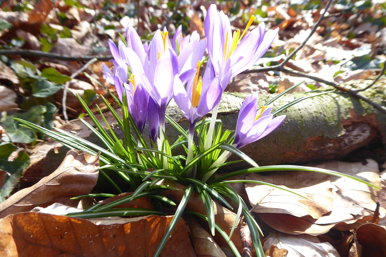 Krokusse im Wald