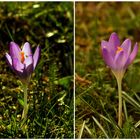 Krokusse im Wandel des Lichtes