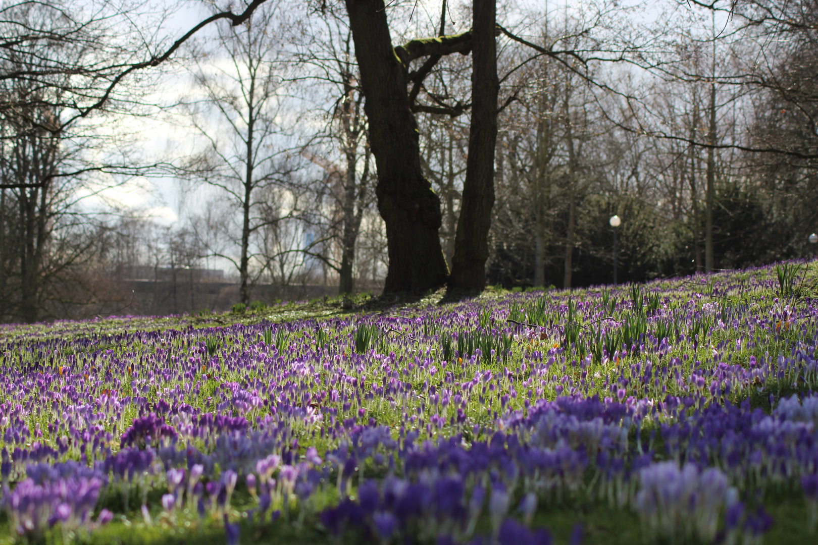 Krokusse im Westfalenpark