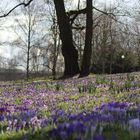 Krokusse im Westfalenpark