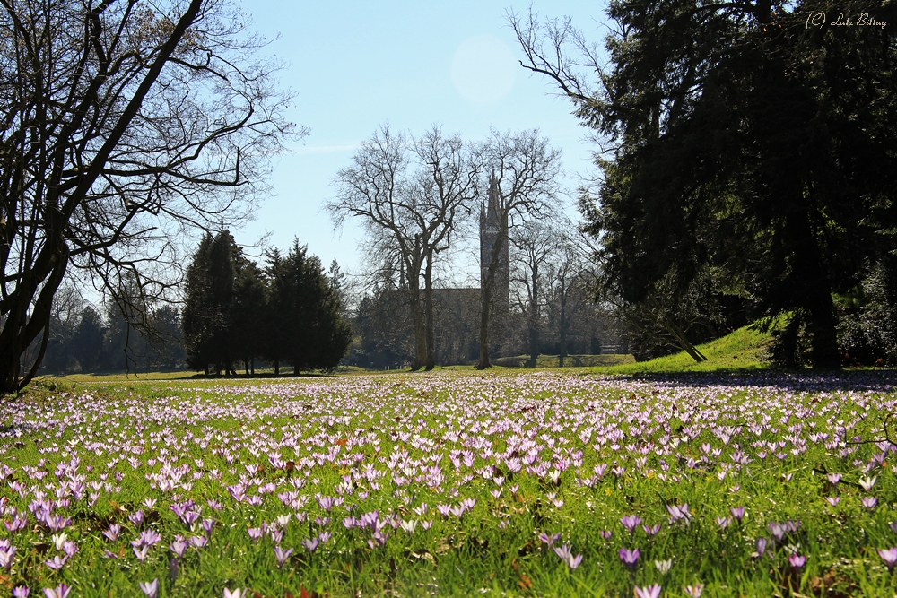 Krokusse im Wörlitzer Park