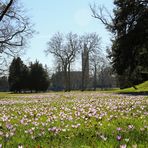 Krokusse im Wörlitzer Park