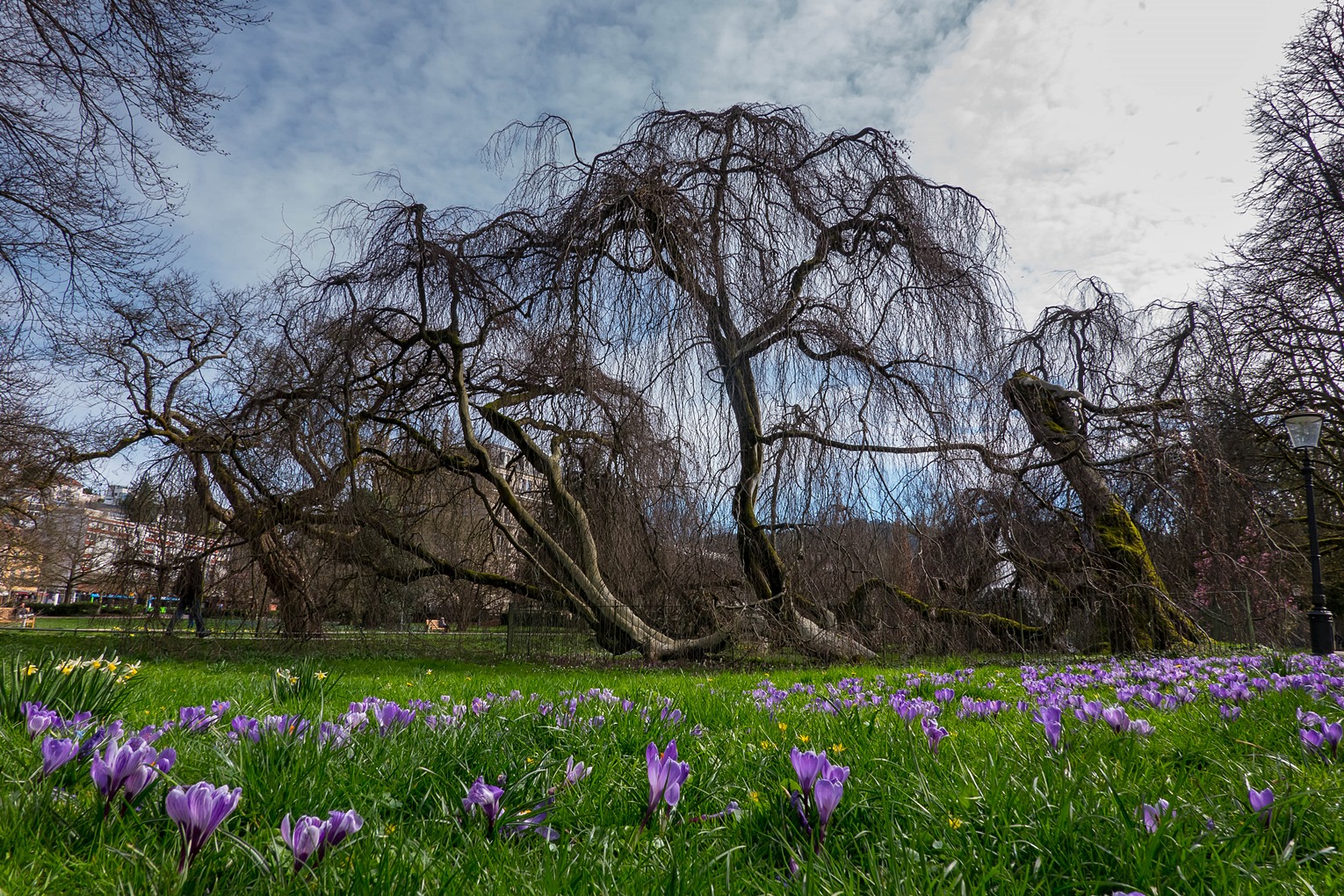 Krokusse in Baden-Baden