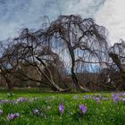 Krokusse in Baden-Baden