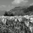 Krokusse in den tiroler Alpen