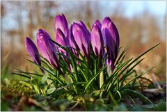 Krokusse in der Abendsonne...