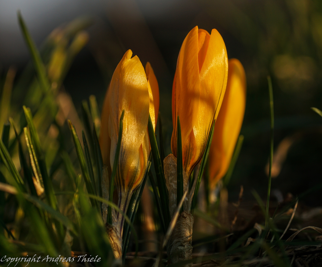 Krokusse in der Abendsonne