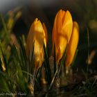 Krokusse in der Abendsonne