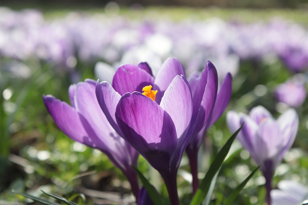 Krokusse in der Frühlingssonne