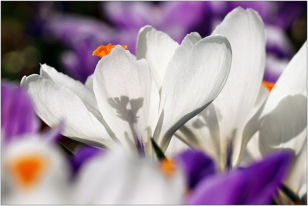 Krokusse in der Frühlingssonne...