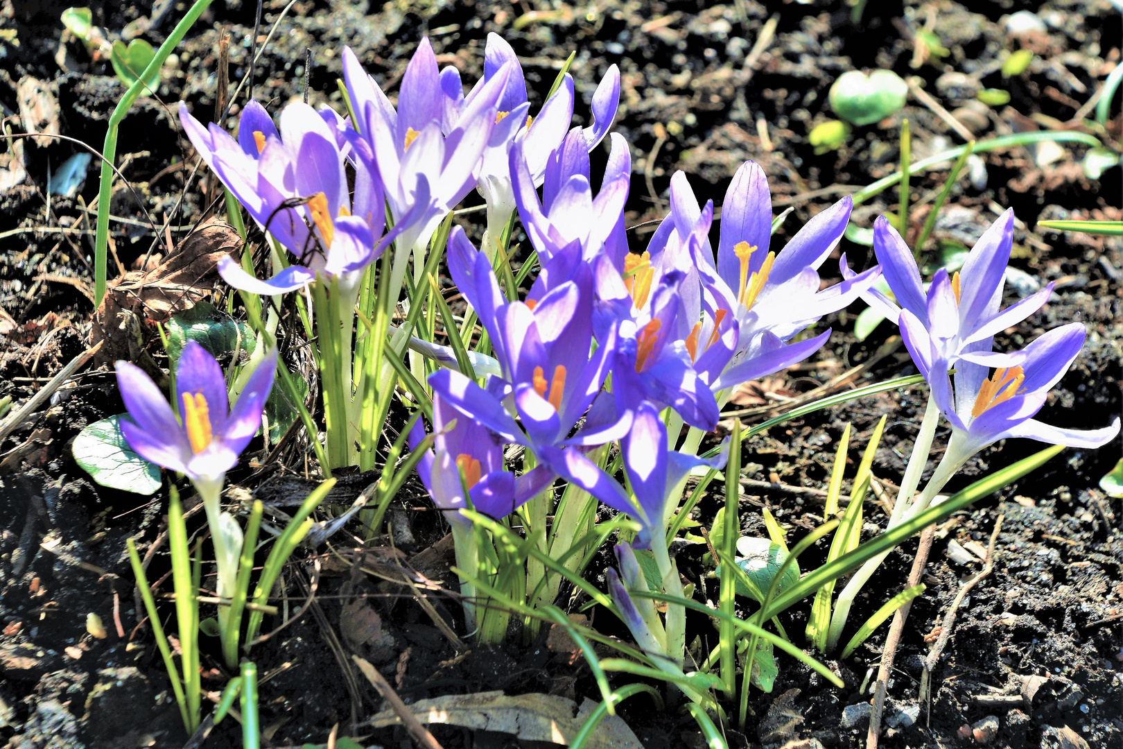 KROKUSSE in der GRUPPE