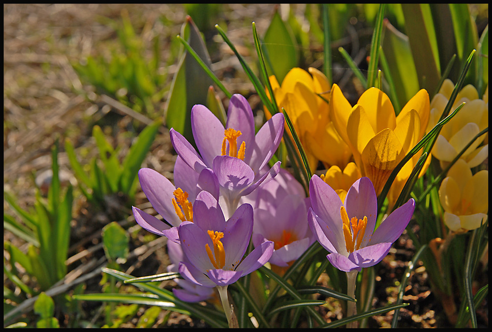 Krokusse in der Nachmittagsonne