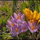 Krokusse in der Nachmittagsonne