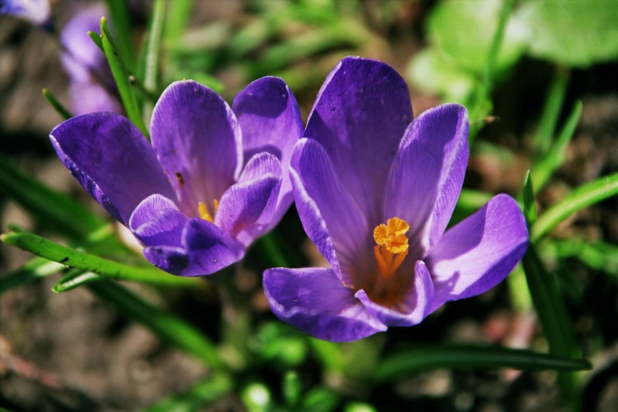 Krokusse in der Sonne