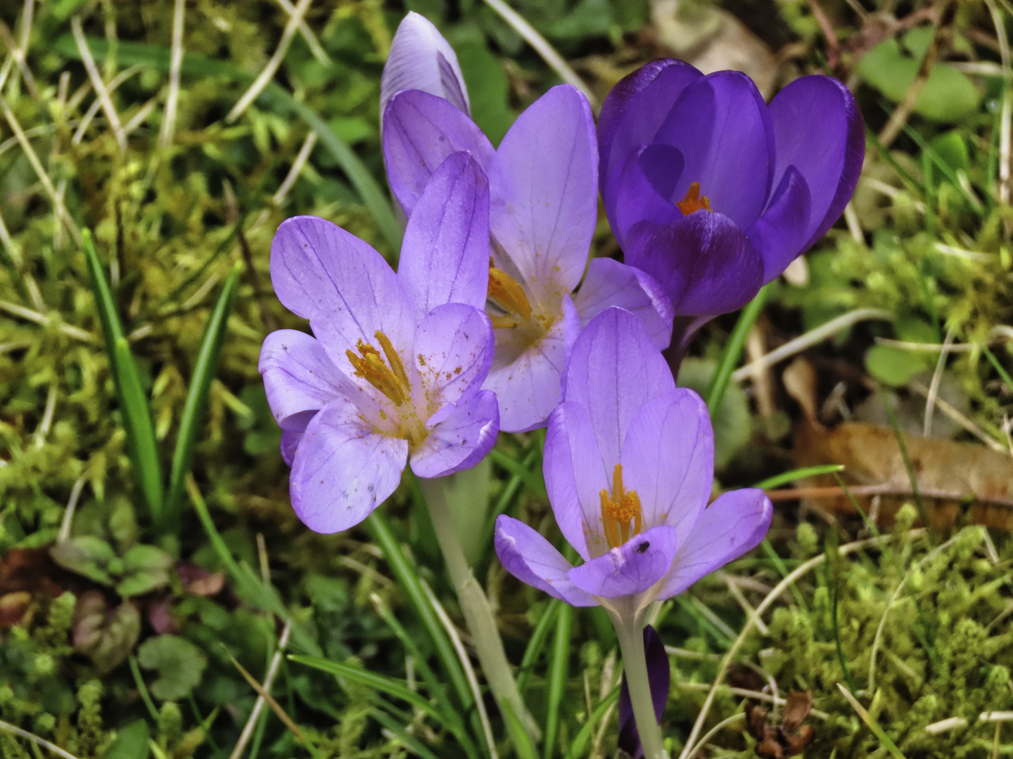 Krokusse in der Sonne