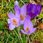 Krokusse in der Sonne