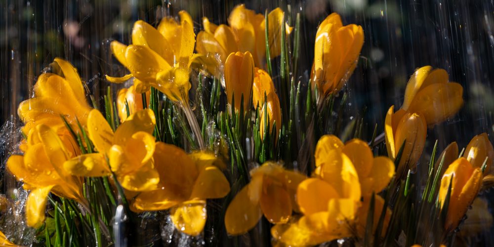 Krokusse in der Sonne und im Regen