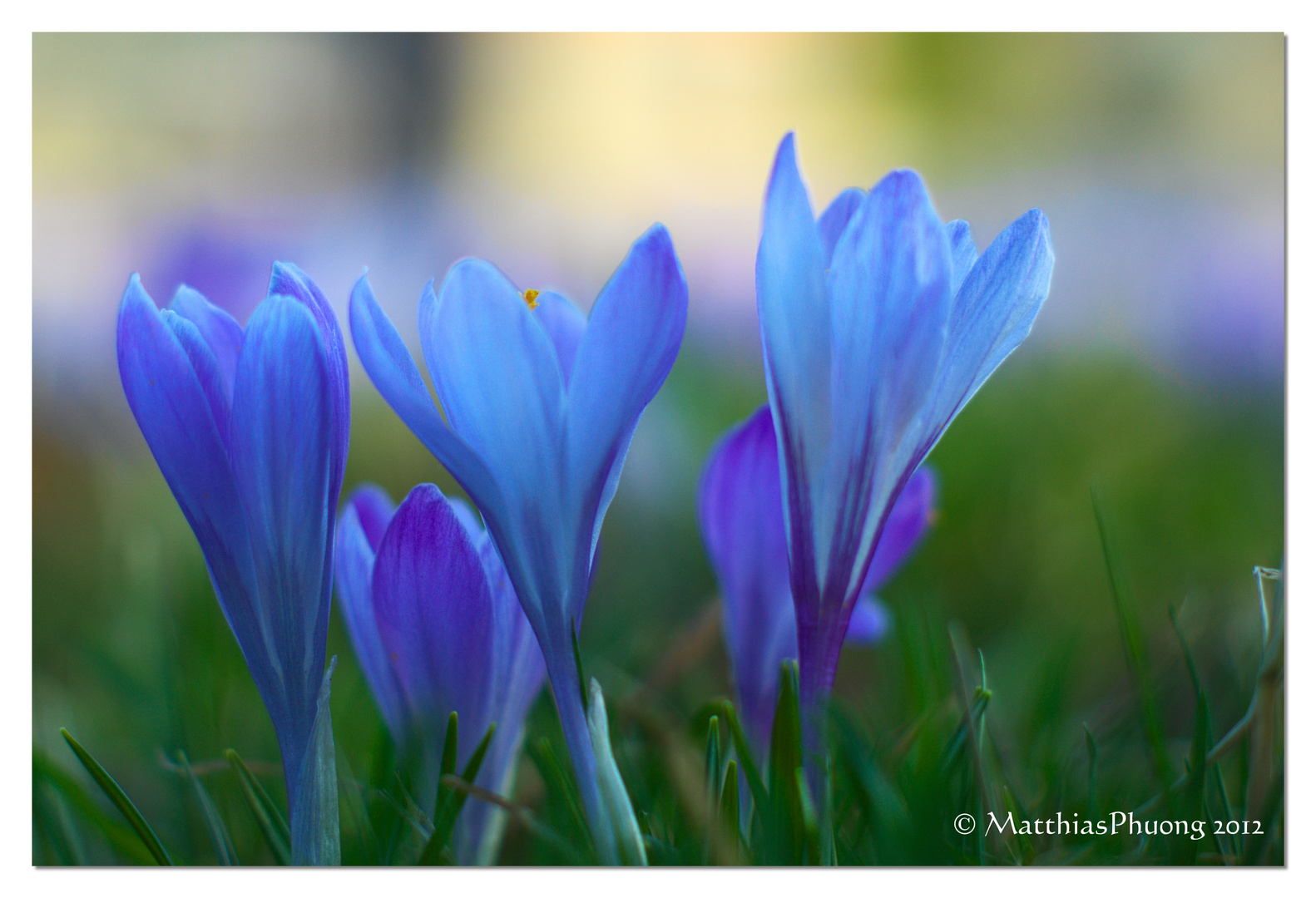 Krokusse in Drebach