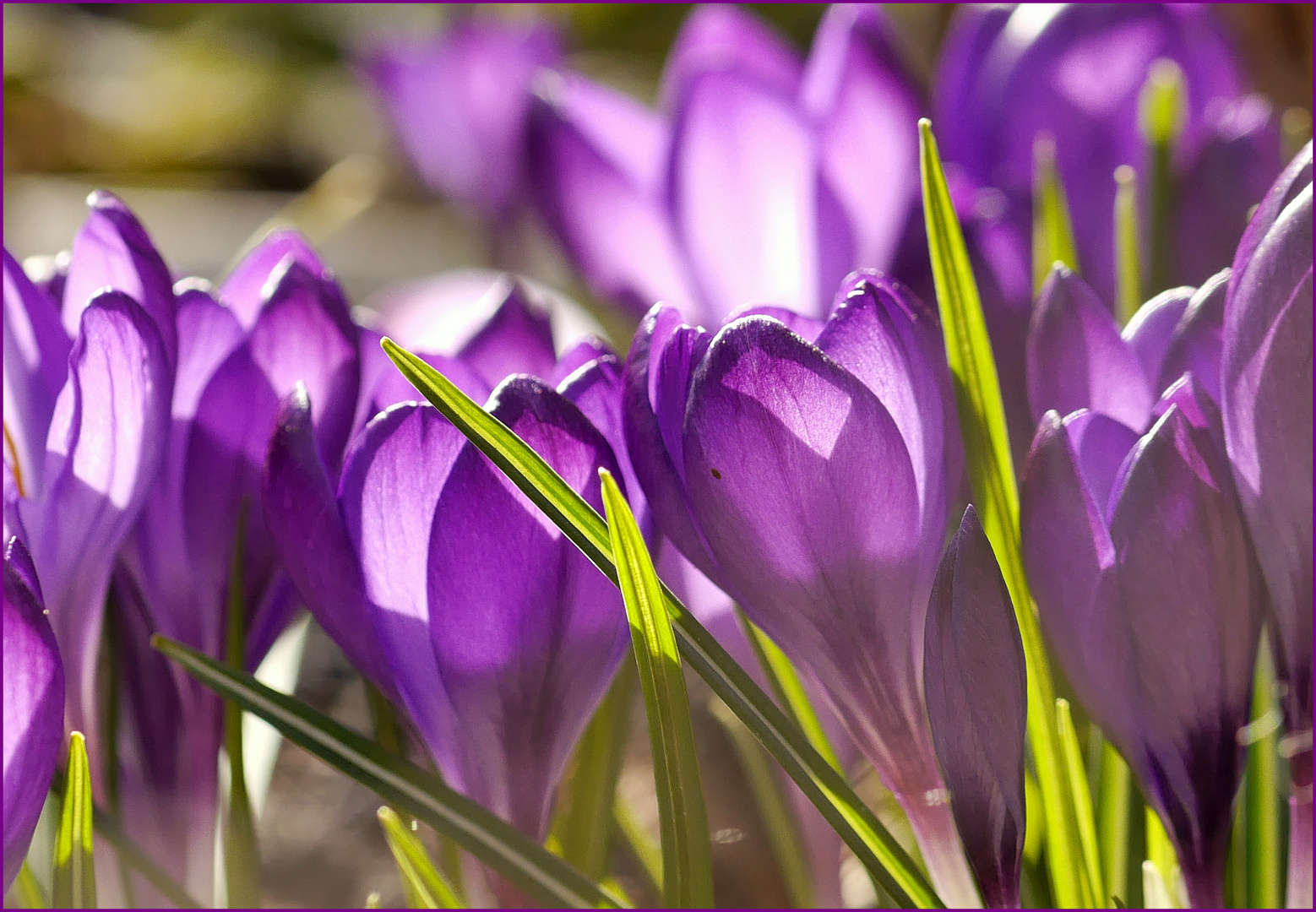 Krokusse in einer zarten Farbe