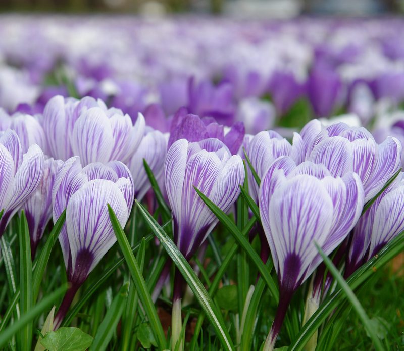 Krokusse in flieder