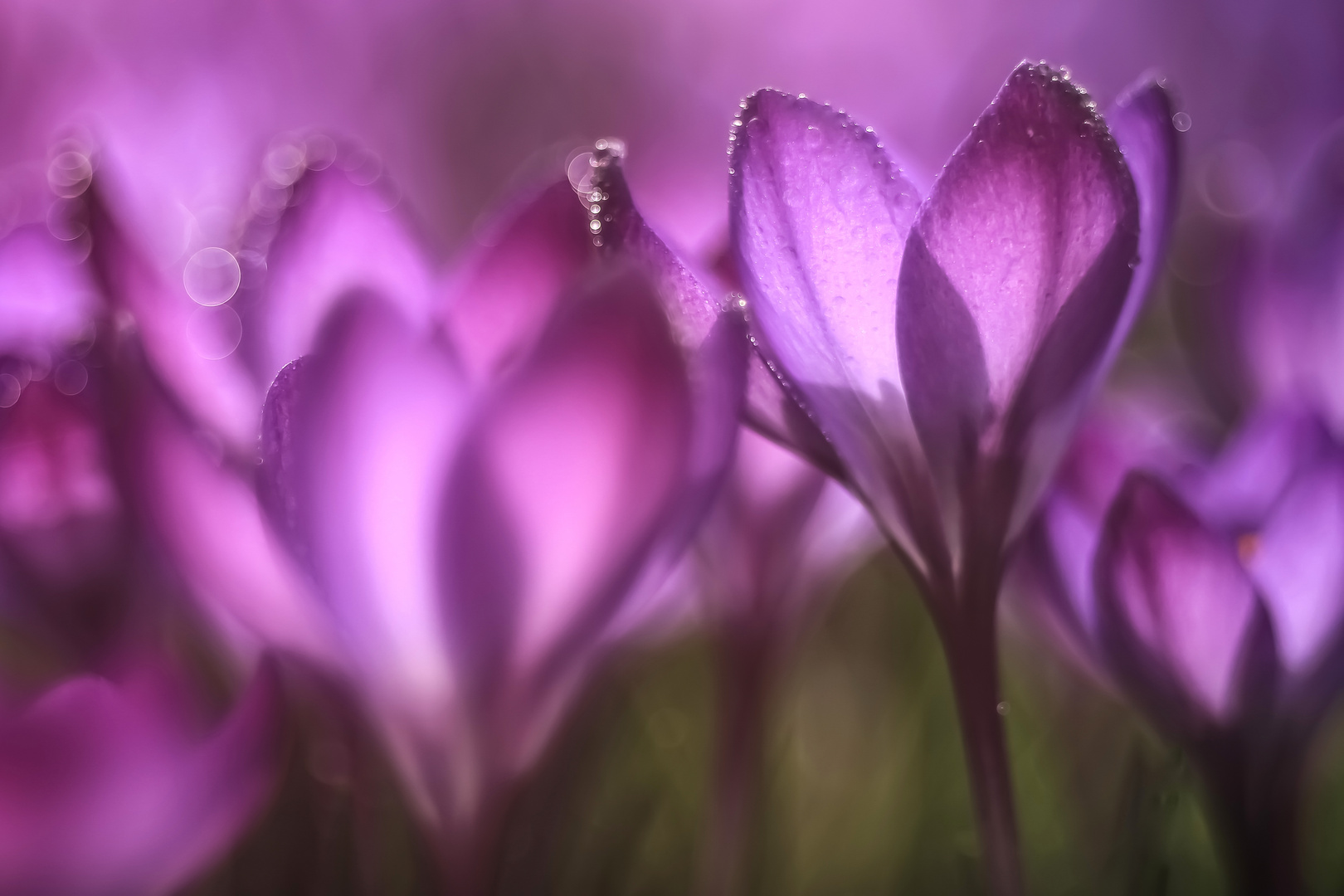 Krokusse in Freelensing ART