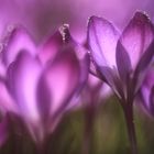 Krokusse in Freelensing ART