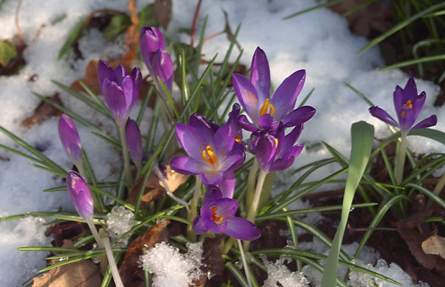 Krokusse in Hamburg, 8. März 2004, 13.21 Uhr