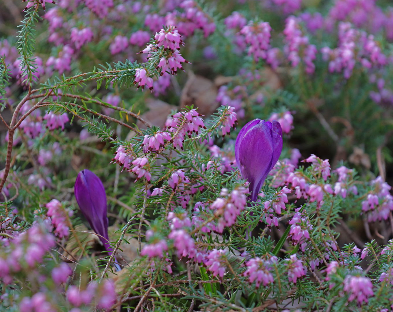 Krokusse in Heide