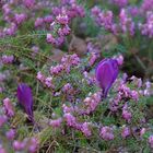 Krokusse in Heide