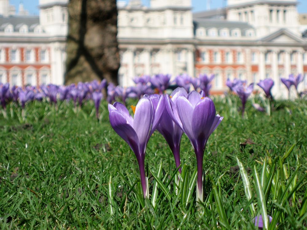 Krokusse in London