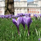 Krokusse in London