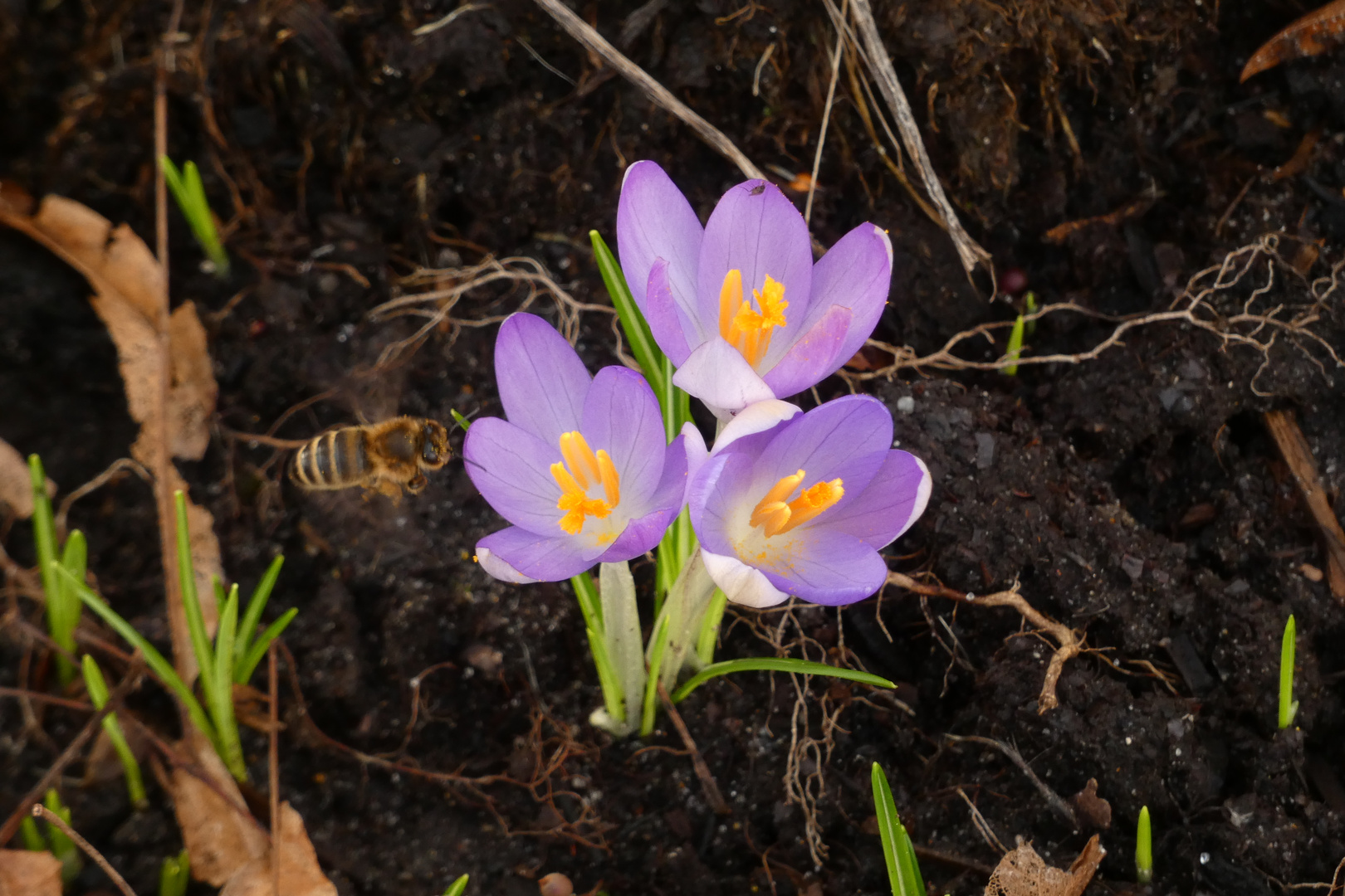 Krokusse in meinem Garten