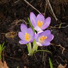 Krokusse in meinem Garten