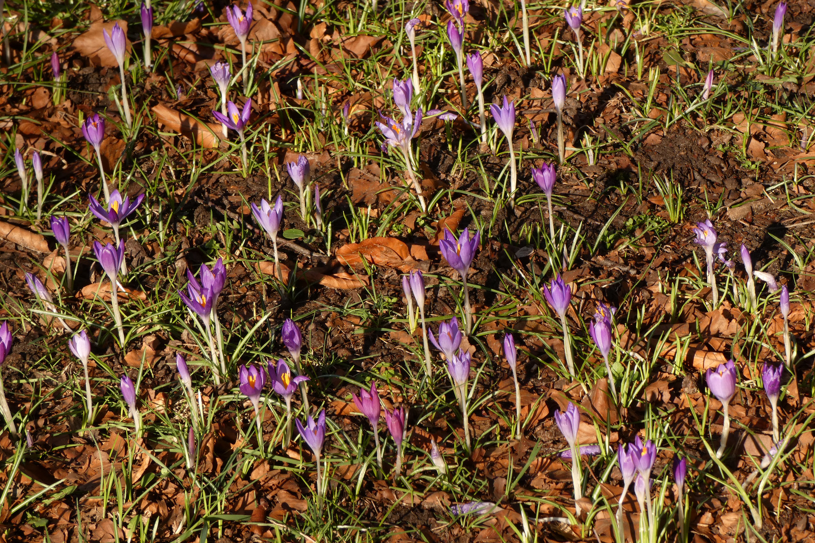 Krokusse in meinem Garten