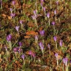 Krokusse in meinem Garten