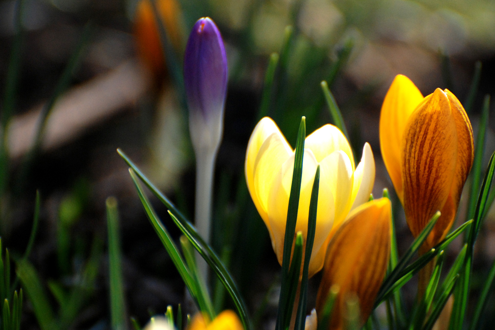 Krokusse in meinem Garten