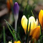 Krokusse in meinem Garten