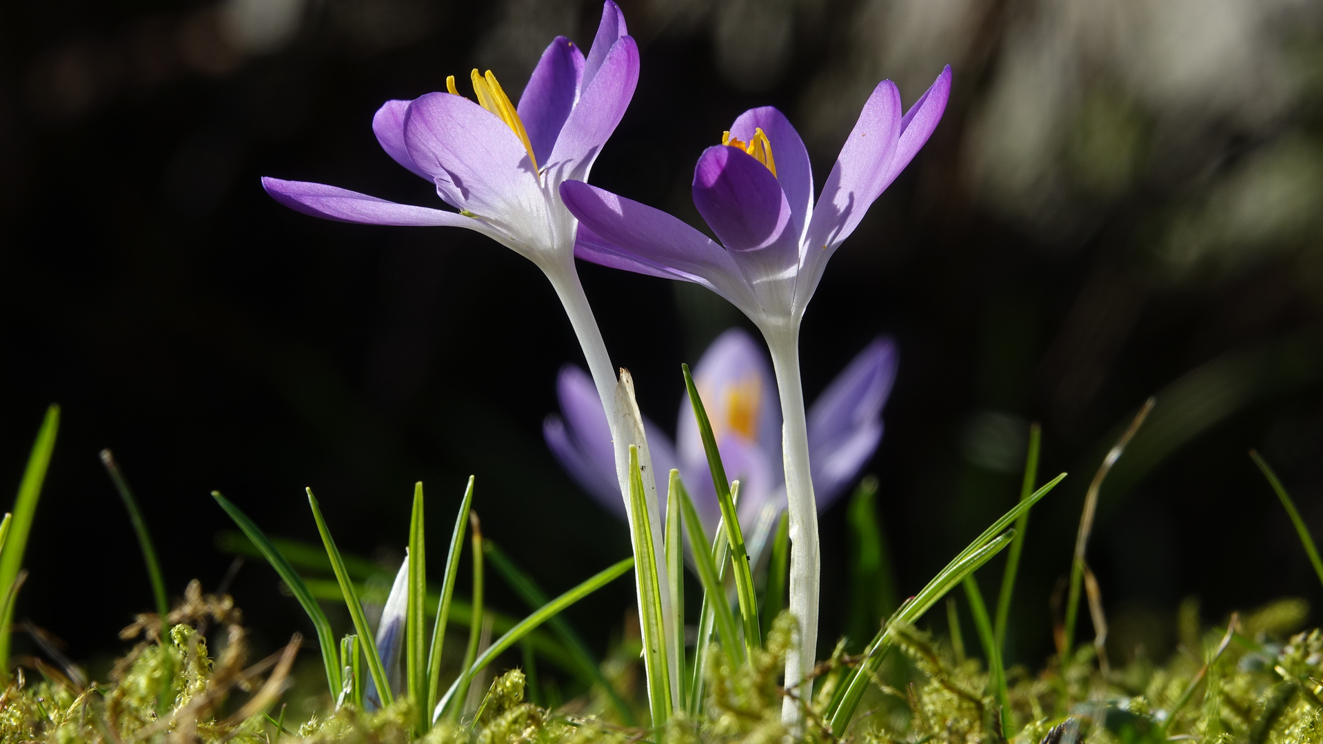 Krokusse, in meinem Garten